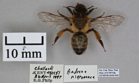 Female-solitary-miner-bee-009